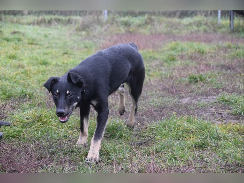 Dobby - freundlicher, menschenbezogener, verschmuster Junghund