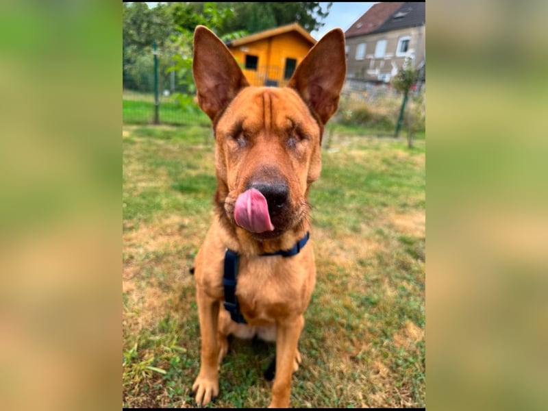 Solo - auf PS in 53894 Mechernich - liebe, nette, blinde Hündin die sicher und selbstbewußt ist