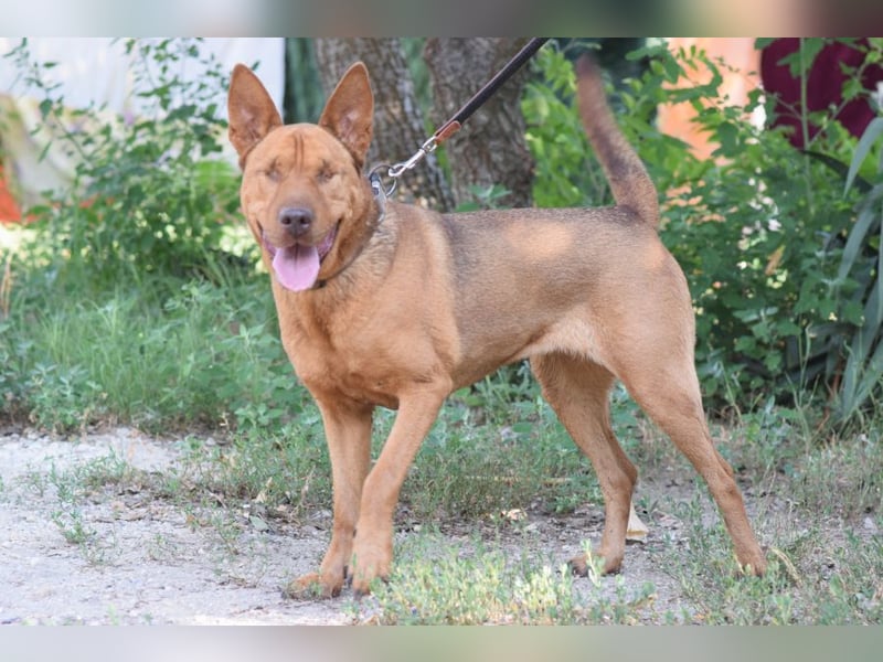 Solo - auf PS in 53894 Mechernich - liebe, nette, blinde Hündin die sicher und selbstbewußt ist