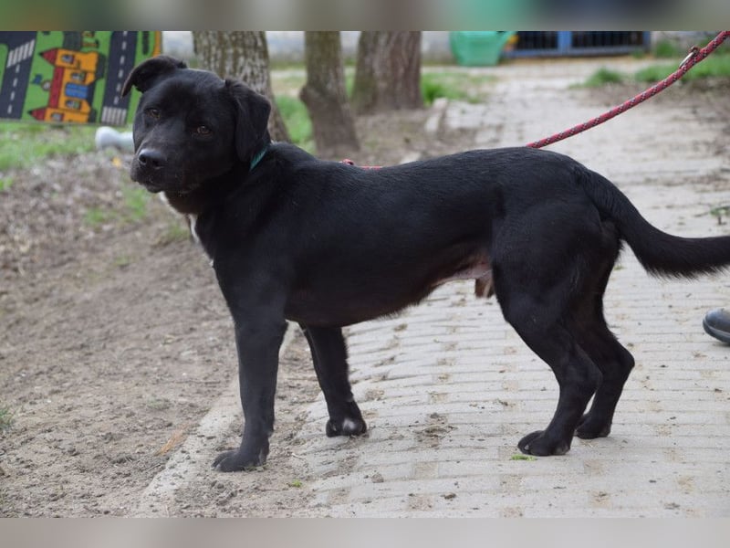 Asterix - lebhafter, freundlicher Rüde mit viel Lebensfreude