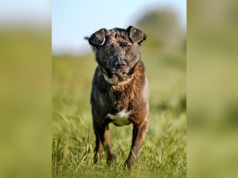 Kotangens - ruhige unauffällige Hundedame sucht Menschen mit Herz