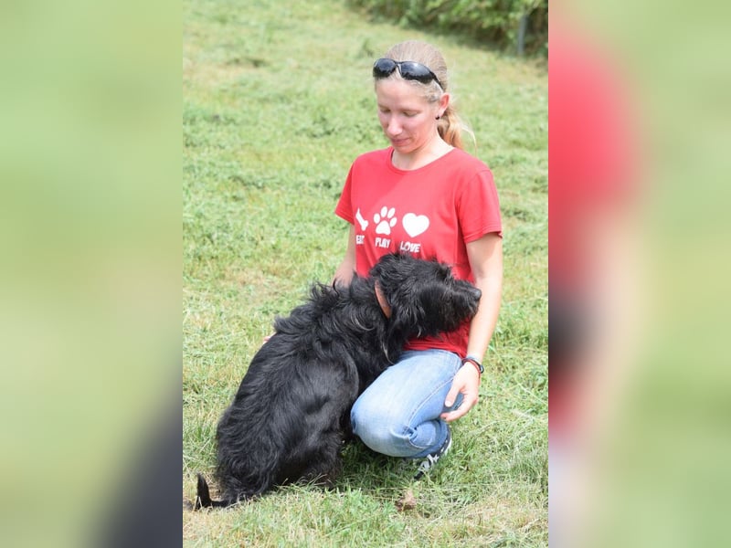 Elmo - ein anhänglicher, loyaler, verschmuster, netter, kastrierter Rüde