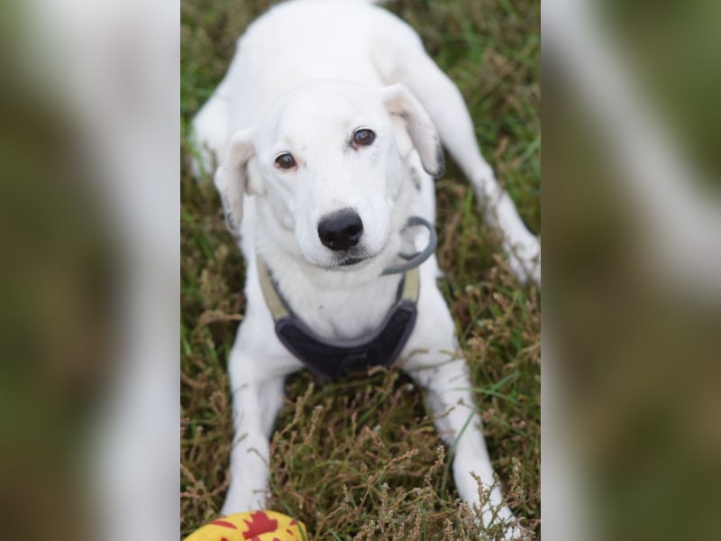 Cindy - aufgeschlossene, verschmuste Hündin die fast nichts mehr hört