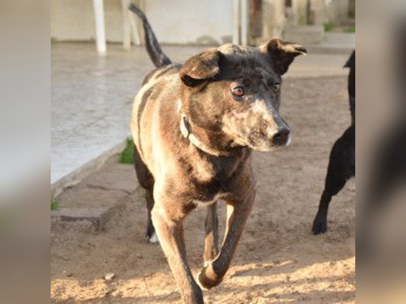 Kotangens - ruhige unauffällige Hundedame sucht Menschen mit Herz