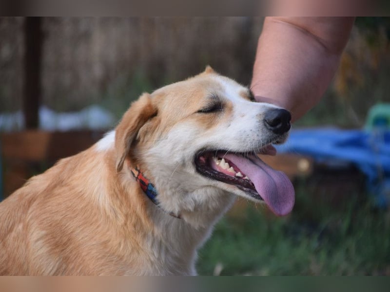 Bonbonetti - süße freundliche Hündin, anfangs etwas schüchtern