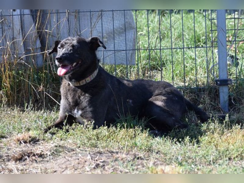 Kotangens - ruhige unauffällige Hundedame sucht Menschen mit Herz