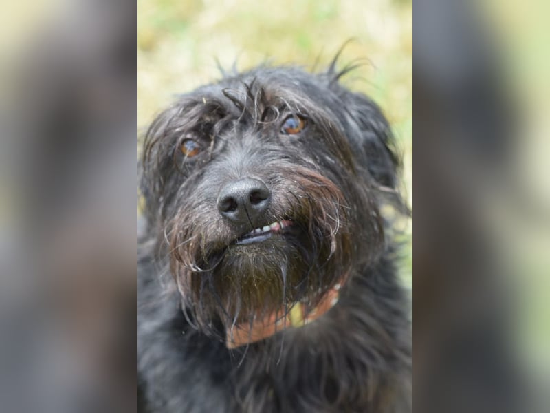 Elmo - ein anhänglicher, loyaler, verschmuster, netter, kastrierter Rüde