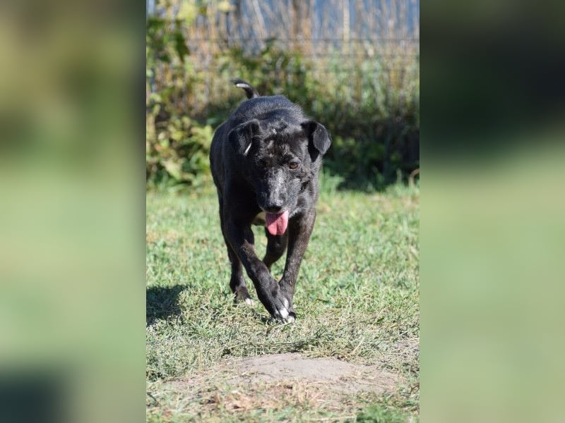 Kotangens - ruhige unauffällige Hundedame sucht Menschen mit Herz