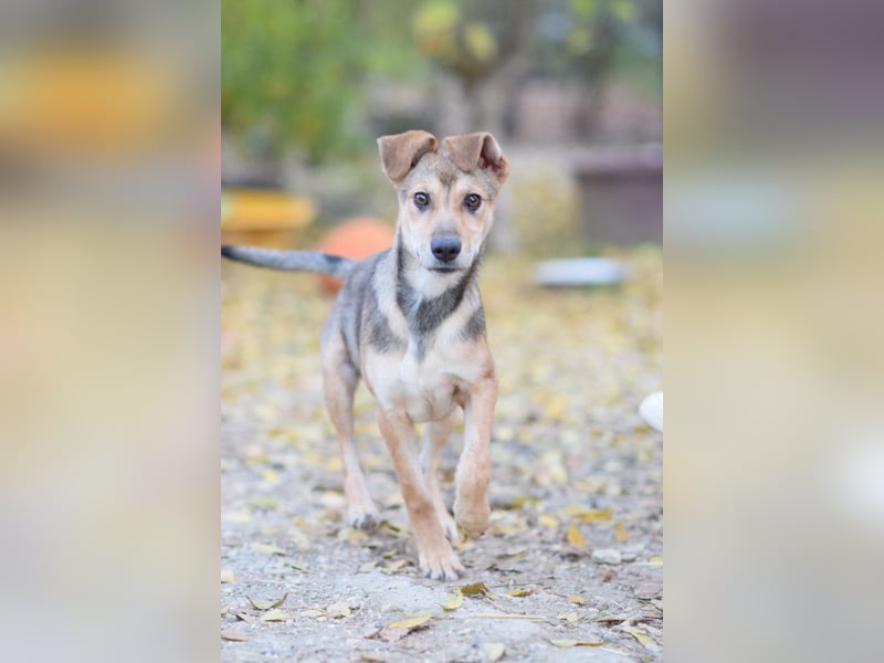 Jogobella - entzückende und  charmante Junghündin