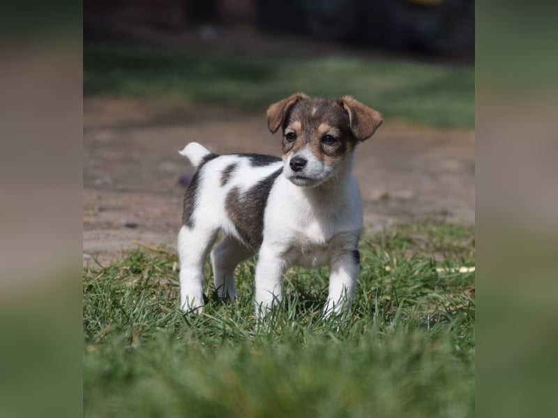 Vonny - lernfreudig, aufgeschlossen, verschmust & neugierig