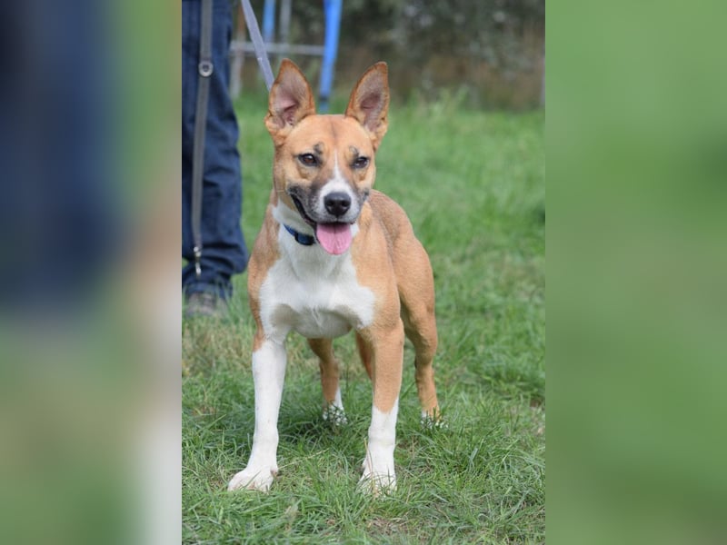 Caroline - menschenbezogene Hündin die ein sportliches Zuhause sucht