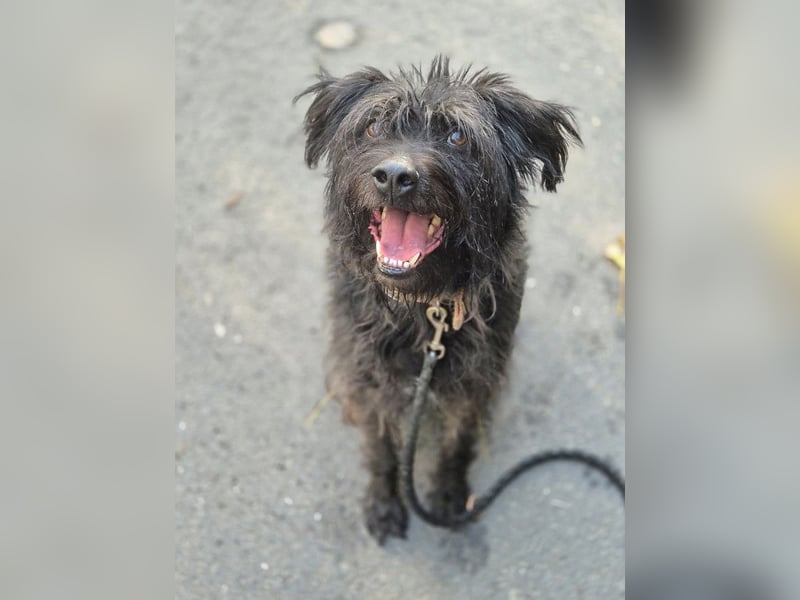 Elmo - ein anhänglicher, loyaler, verschmuster, netter, kastrierter Rüde