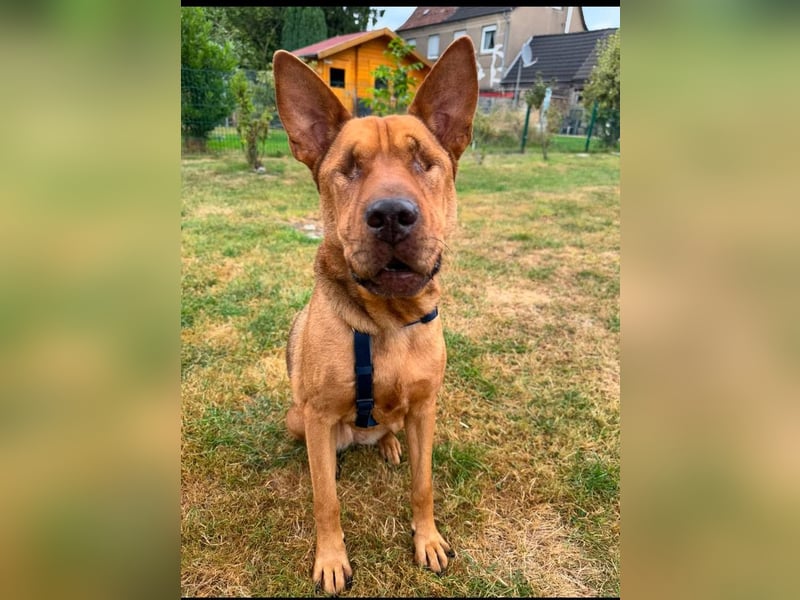 Solo - auf PS in 53894 Mechernich - liebe, nette, blinde Hündin die sicher und selbstbewußt ist