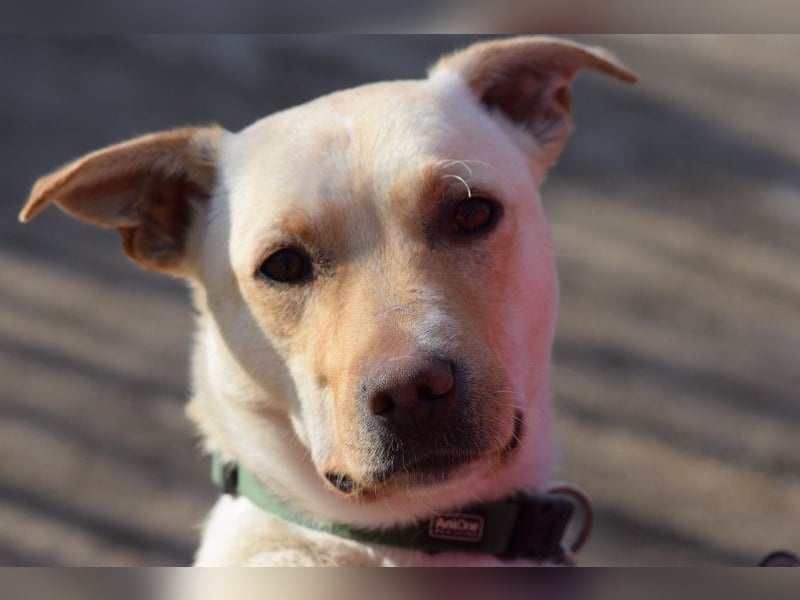 Lesco - charmanter Rüde mit liebevollem und verschmustem Charakter