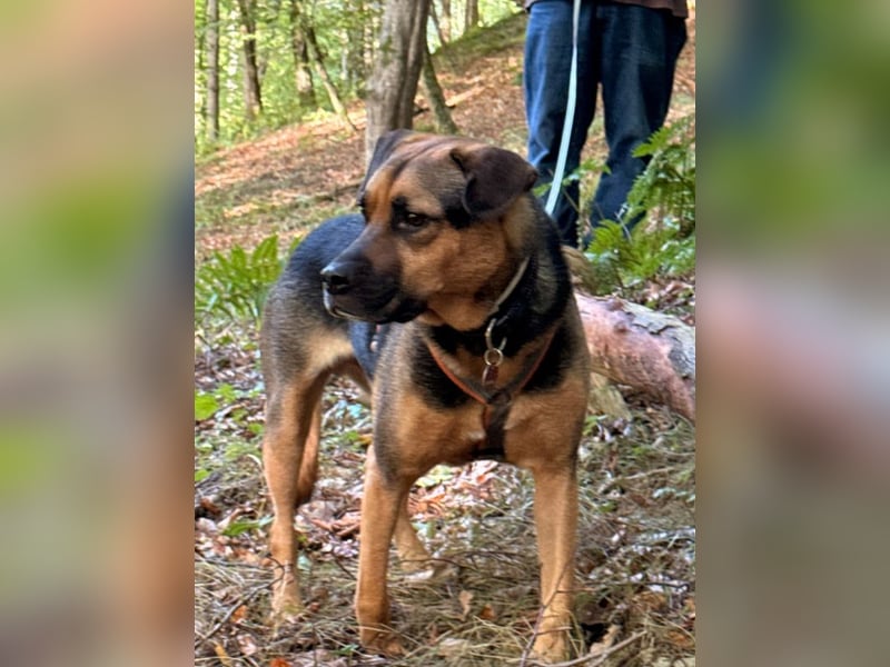 Persil - auf PS in 53797 Lohmar - sanfter Herzenshund,  liebt es gekrault und gekuschelt zu werden