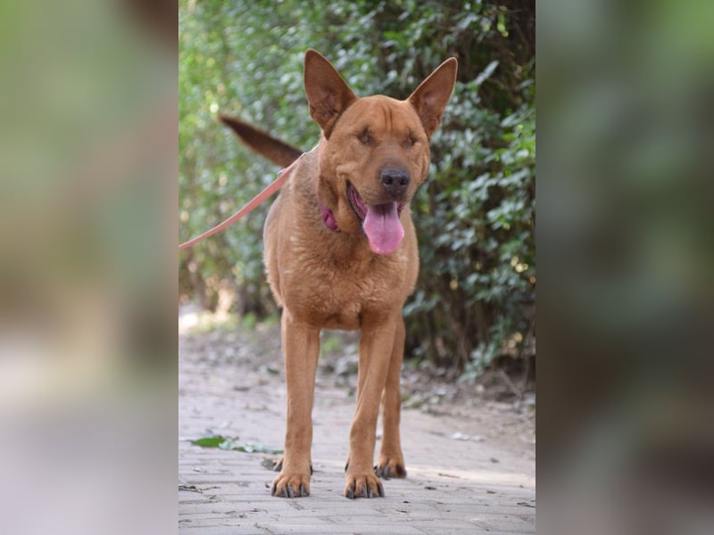 Solo - auf PS in 53894 Mechernich - liebe, nette, blinde Hündin die sicher und selbstbewußt ist