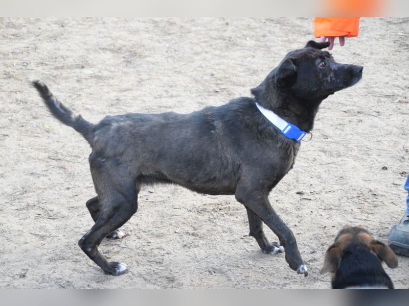 Kotangens - ruhige unauffällige Hundedame sucht Menschen mit Herz