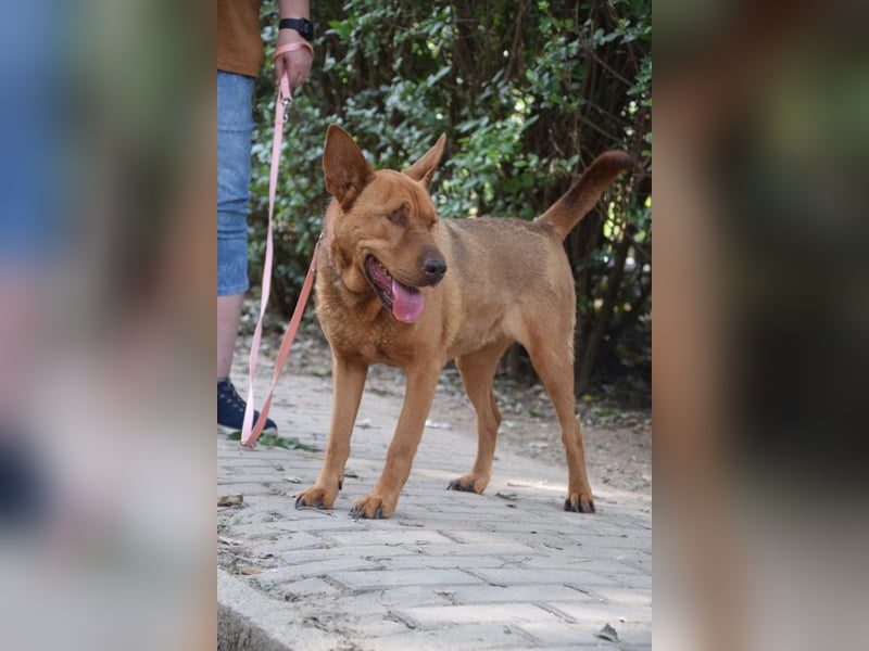 Solo - auf PS in 53894 Mechernich - liebe, nette, blinde Hündin die sicher und selbstbewußt ist