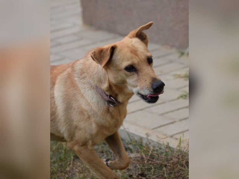 Rosi - verträgliche Hündin, die Zeit und Geduld benötigt