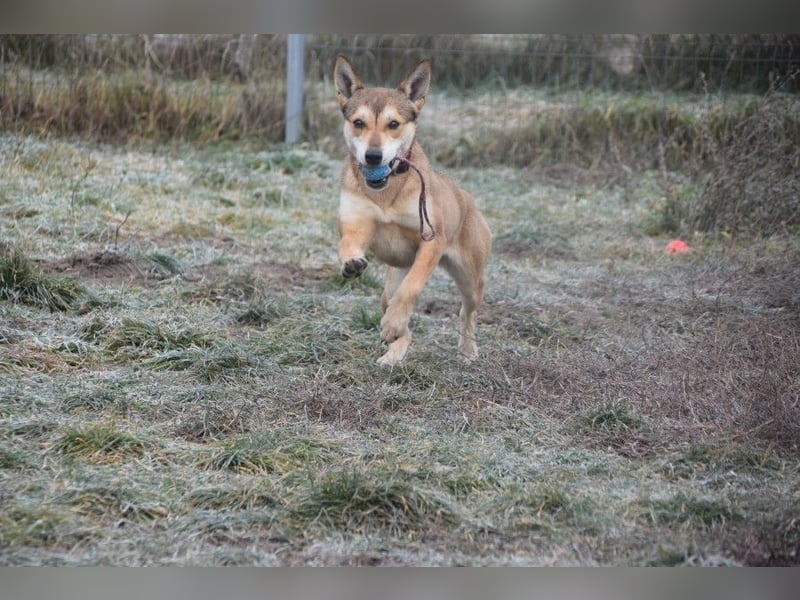 Madita - fröhliche, agile Junghündin die noch die Welt entdecken möchte