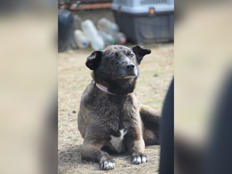 Kotangens - ruhige unauffällige Hundedame sucht Menschen mit Herz