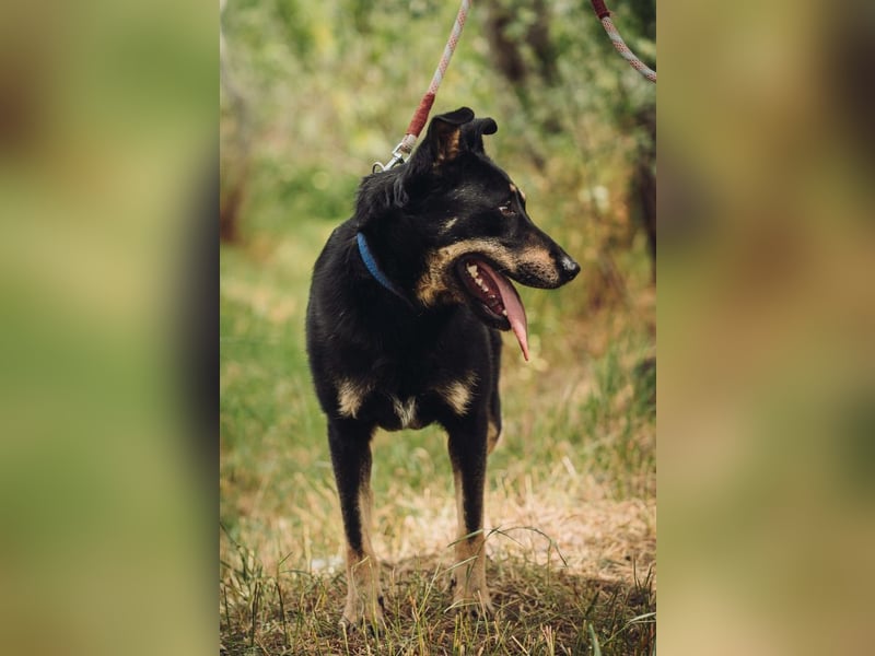 Dobby - freundlicher, menschenbezogener, verschmuster Rüde