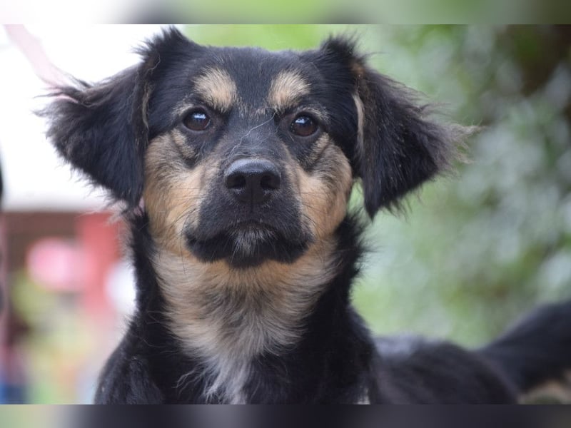 Rose - erobert alle mit ihrer süßen und freundlichen Art