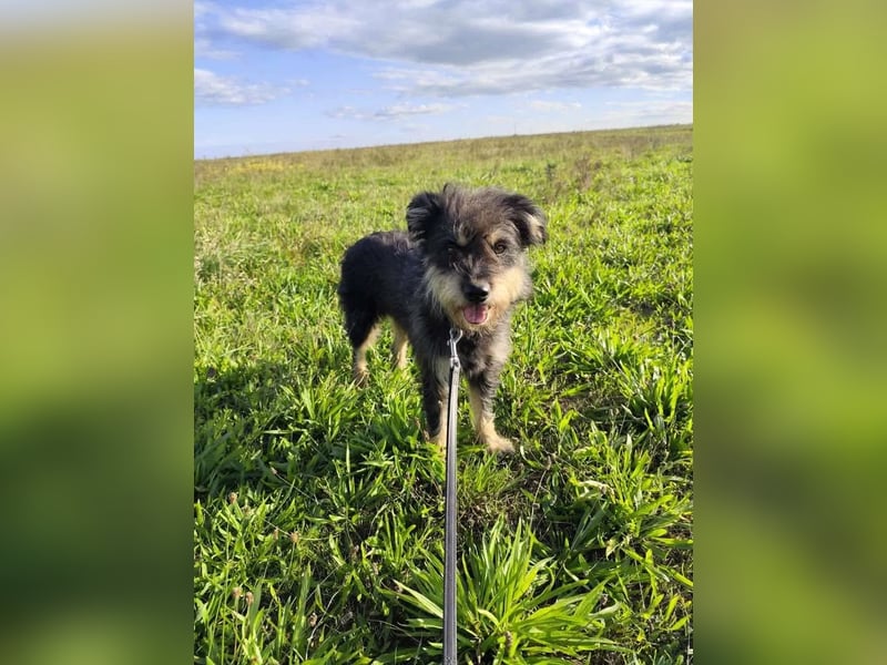 Picknick - lernfähiger Rüde der anfangs etwas schüchtern ist