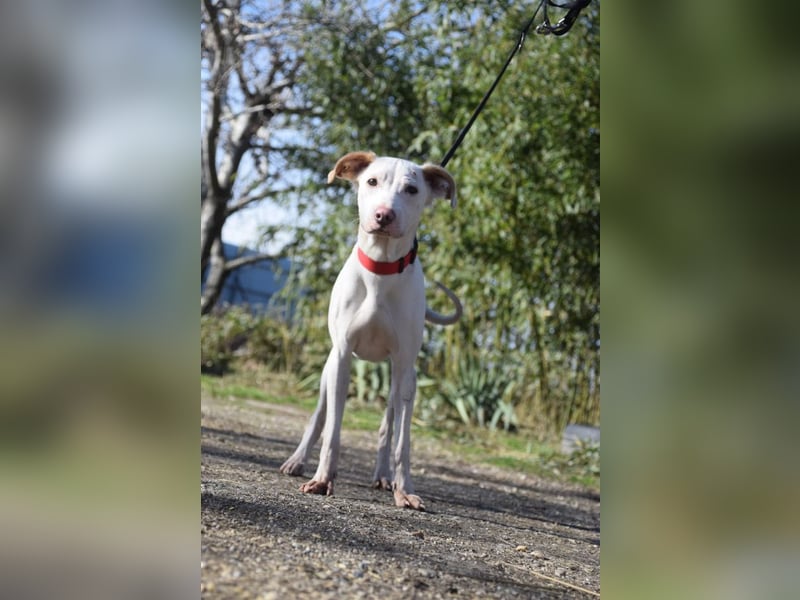 Risotto - freundlicher, verschmuster und sportlicher Rüde