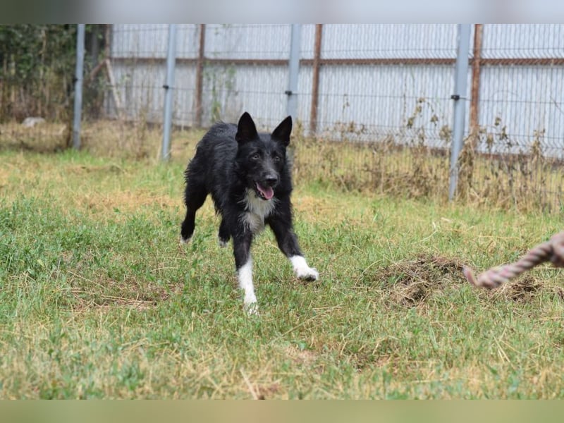 Magnus - freundlicher Rüde der wissbegierig ist und noch viel lernen möchte