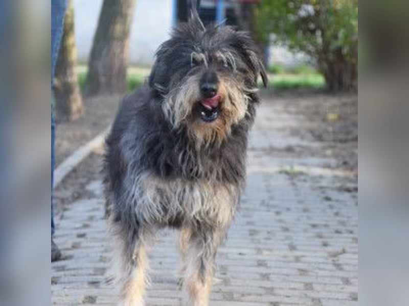 Timmy - freundlich, verschmuster Rüde der die Nähe der Menschen genießt