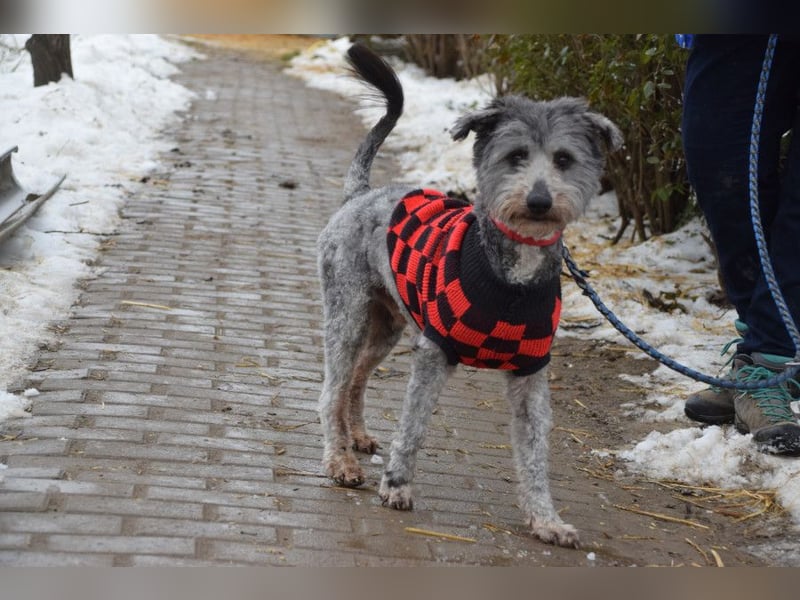 Vincent - liebt Menschen mit ganzem Herzen, liebevoll, ruhig