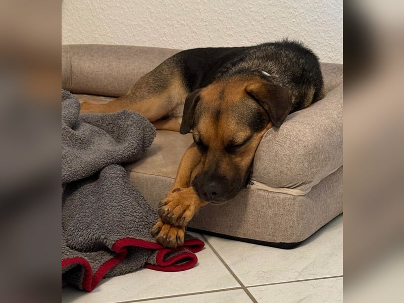 Persil - auf PS in 53797 Lohmar - sanfter Herzenshund,  liebt es gekrault und gekuschelt zu werden