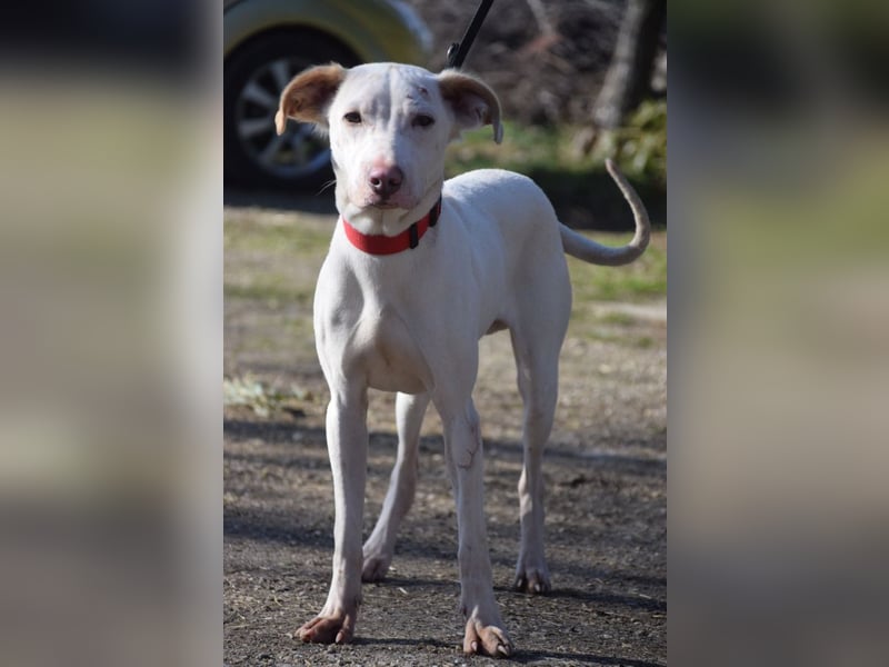 Risotto - freundlicher, verschmuster und sportlicher Rüde