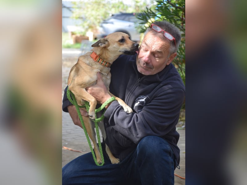 Kimo - lieber, verschmuster Junghund der schon einiges gelernt hat