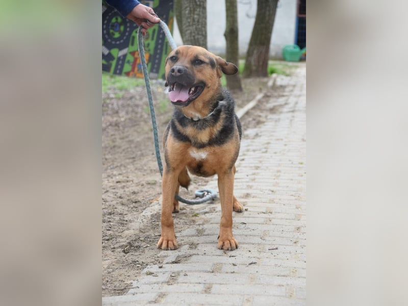 Persil - liebt es gekrault und gekuschelt zu werden, neugierig & freundlich