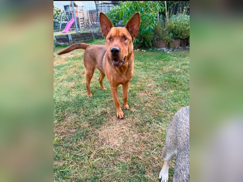 Solo - auf PS in 53894 Mechernich - liebe, nette, blinde Hündin die sicher und selbstbewußt ist