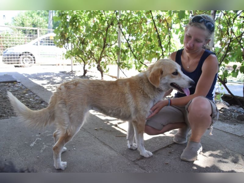 Bonbonetti - süße freundliche Hündin, anfangs etwas schüchtern