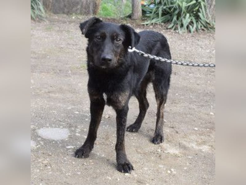 Dori - freundliche Hündin die anfangs etwas schüchtern ist