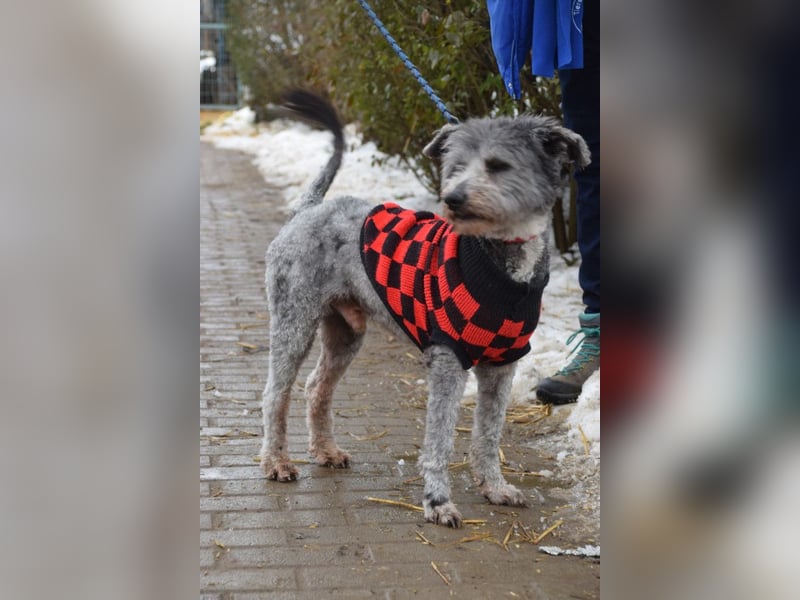 Vincent - liebt Menschen mit ganzem Herzen, liebevoll, ruhig
