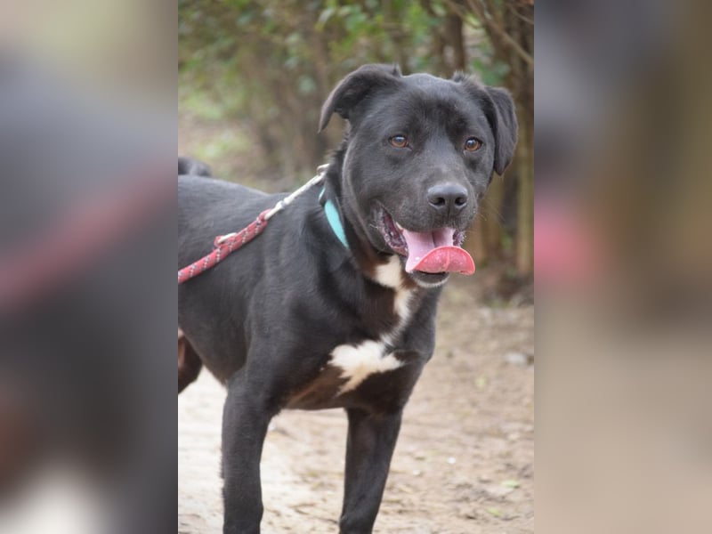 Asterix - lebhafter, freundlicher Rüde mit viel Lebensfreude