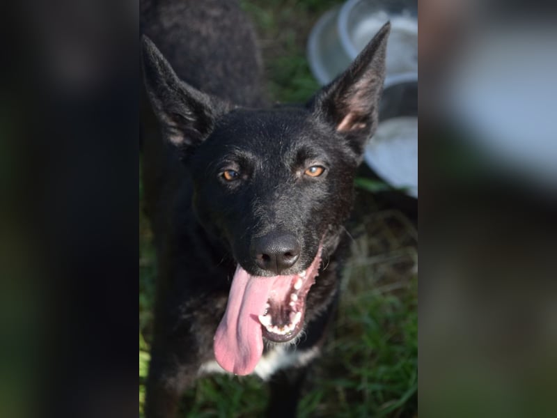 Magnus - freundlicher Rüde der wissbegierig ist und noch viel lernen möchte