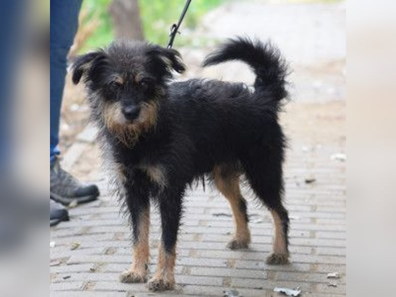 Picknick - lernfähiger Rüde der anfangs etwas schüchtern ist