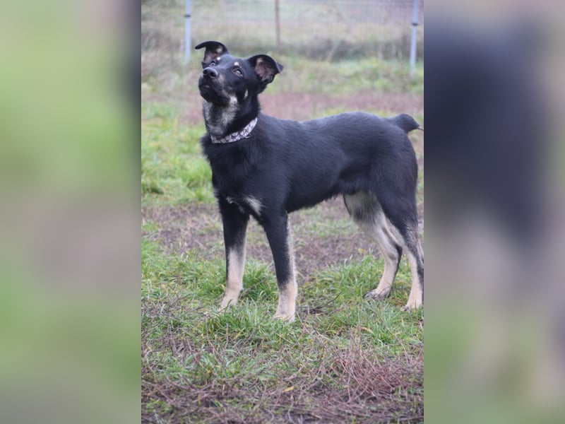 Dobby - freundlicher, menschenbezogener, verschmuster Junghund