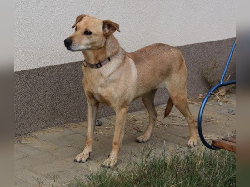 Rosi - verträgliche Hündin, die Zeit und Geduld benötigt