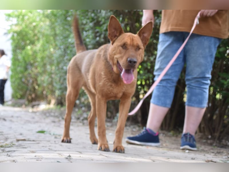 Solo - auf PS in 53894 Mechernich - liebe, nette, blinde Hündin die sicher und selbstbewußt ist