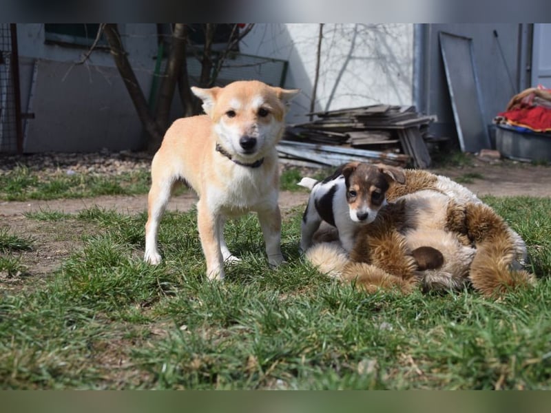 Vonny - lernfreudig, aufgeschlossen, verschmust & neugierig