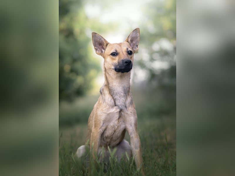 Kimo - lieber, verschmuster Junghund der schon einiges gelernt hat