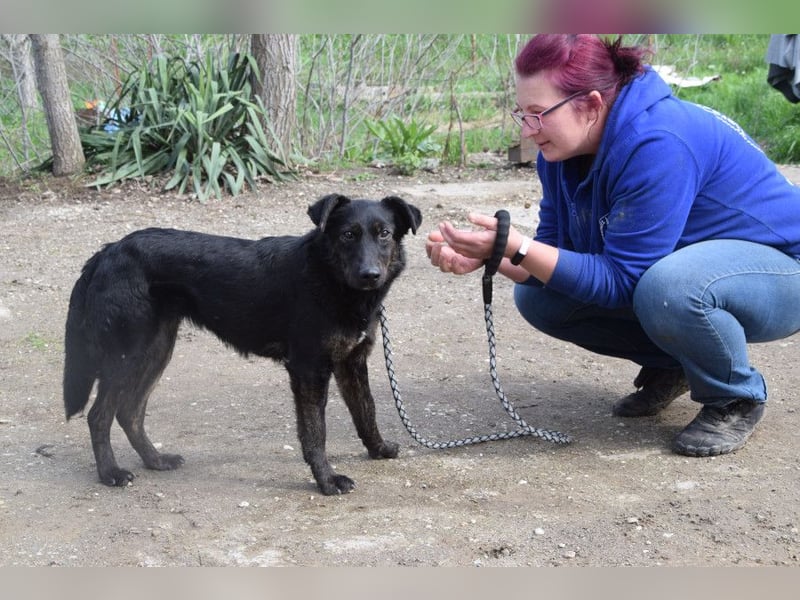 Dori - freundliche Hündin die anfangs etwas schüchtern ist