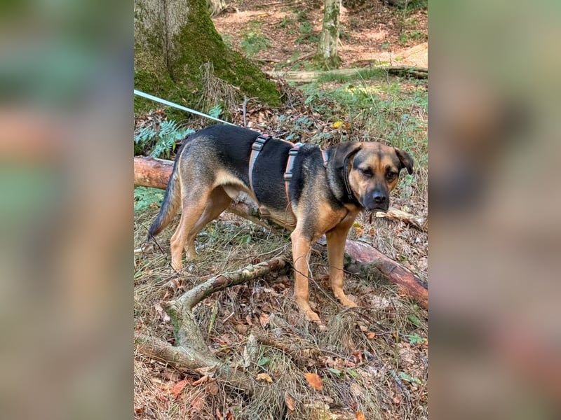 Persil - auf PS in 53797 Lohmar - sanfter Herzenshund,  liebt es gekrault und gekuschelt zu werden